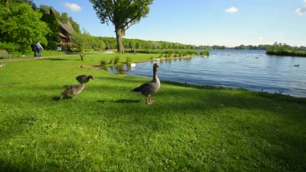 Příroda, krajiny, ptáci, husy, labutě, kachny v parku Rotterdam — Stock video