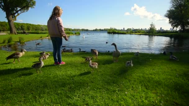 La amable chica alimenta a los pájaros en el parque — Vídeos de Stock