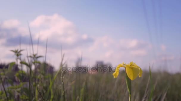 Natur, Zeitraffer, Iris — Stockvideo