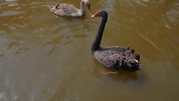 Чёрные лебеди с гнездом — стоковое видео