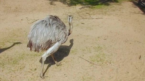 動物園、好奇心が強いダチョウ ダチョウ — ストック動画