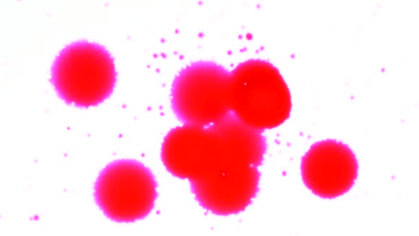 Röd droppe, svart bläck blot, konstnärliga färg stänk — Stockvideo