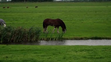 Bir alanda otlayan atlar buttercups.horses alanını otlatma tam 