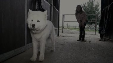 Mutlu kız bir köpekle oynamayı 
