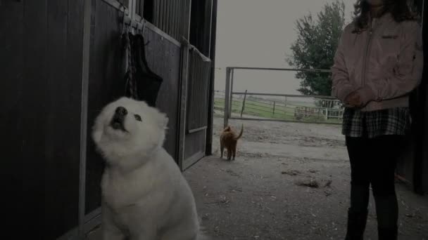 Счастливая девушка играет с собакой — стоковое видео