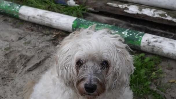 Triste cão branco olhando para a câmera — Vídeo de Stock