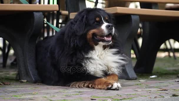 Bernese Mountain Dog aspetta il suo proprietario — Video Stock