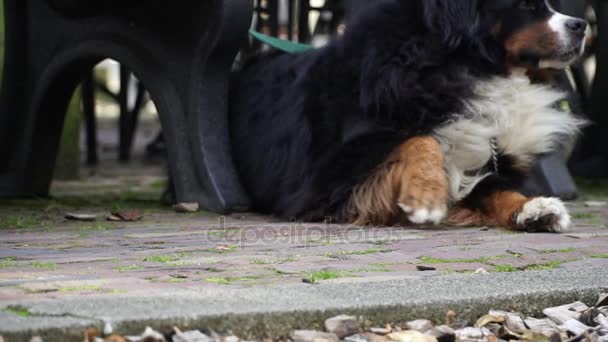 Bernese Mountain Dog aspetta il suo proprietario — Video Stock