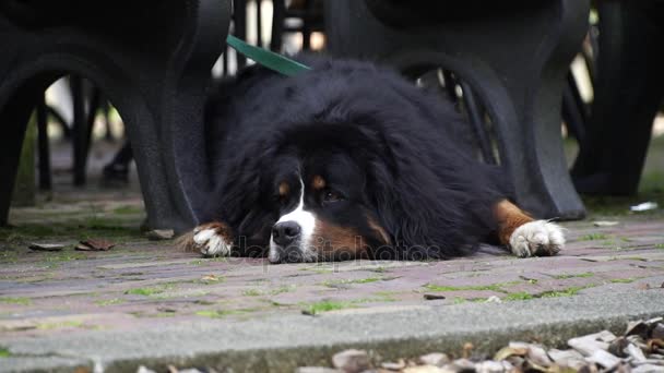 Berner Sennenhund wartet auf sein Herrchen — Stockvideo