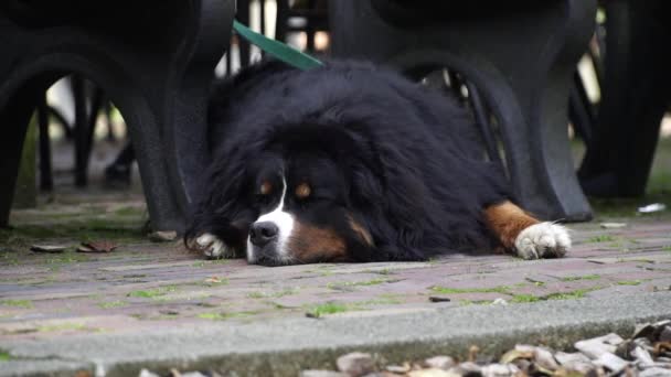 Bernese Mountain Dog aspetta il suo proprietario — Video Stock