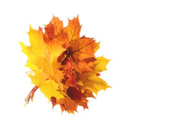 renkli akçaağaç yaprakları 