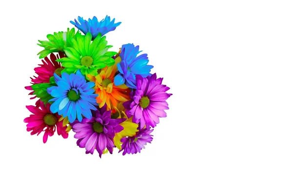 Kleurrijke Aster bloemen — Stockfoto