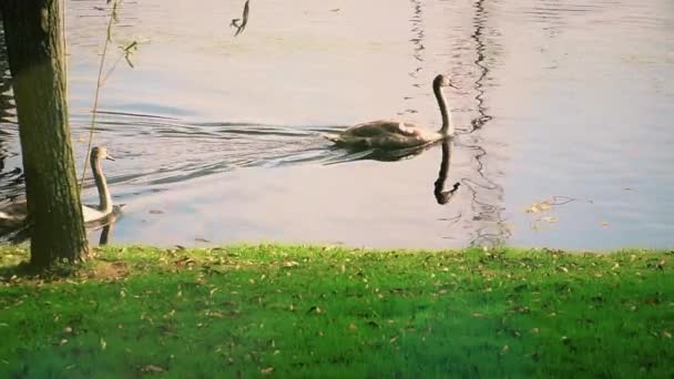 Cisnes família na paisagem lagoa — Vídeo de Stock