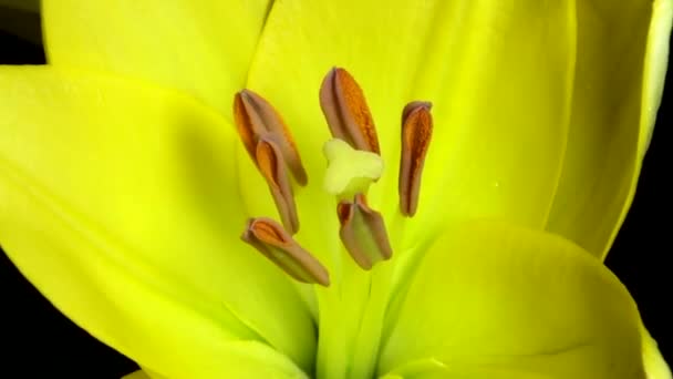 Piękna wiosna żółty Kwiat pączek kwitnienie — Wideo stockowe