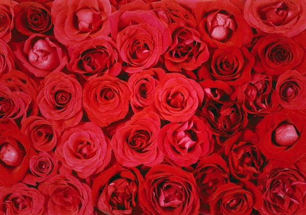 Квіти настінний фон з дивовижними трояндами — стокове фото