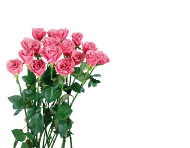 arka plan ile şaşırtıcı gül, buket çiçek duvar