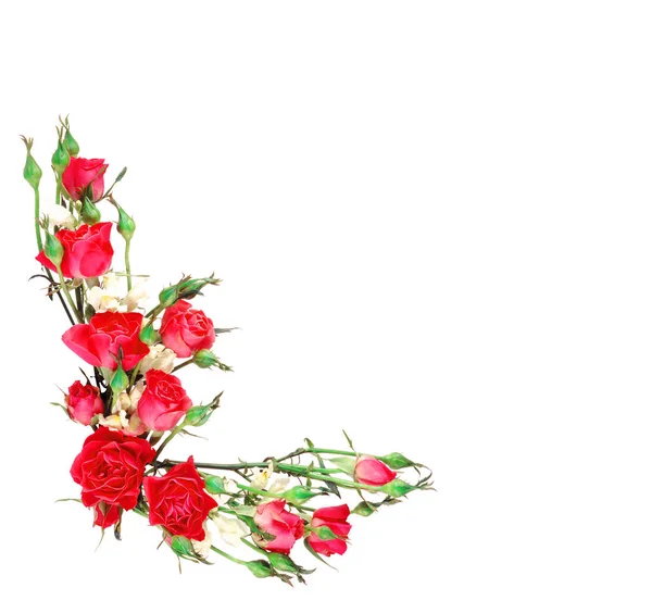 Květiny. Barevné květy kytice izolovaných na bílém pozadí — Stock fotografie