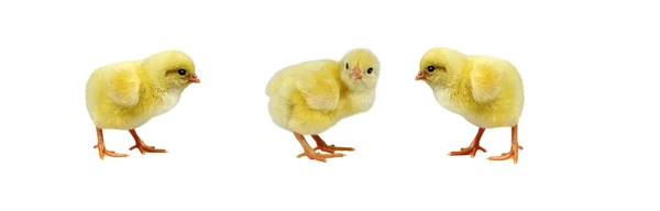 Adorables polluelos aislados sobre fondo blanco —  Fotos de Stock