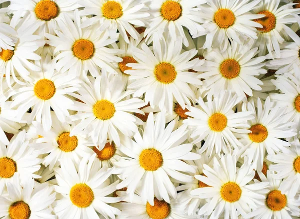 Kleurrijke bloemboeket, bloemen achtergrond — Stockfoto