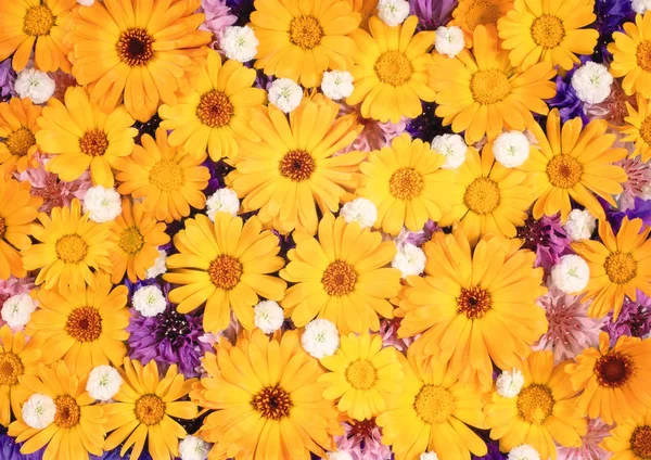 Kleurrijke bloemboeket, bloemen achtergrond — Stockfoto