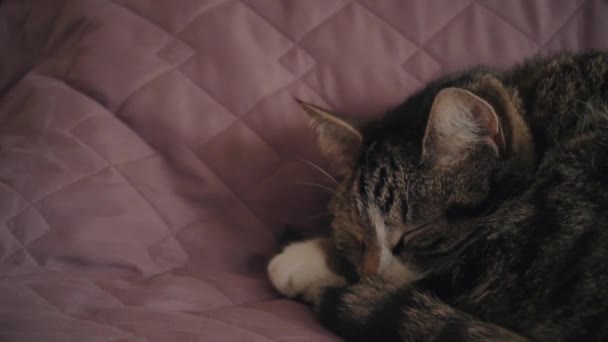 Charmiga Hushåll Kort Hår Tabby Katt Liggande Sängen — Stockvideo