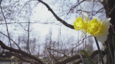 Nergis. Rüzgardaki bir bahar sabahı büyük nergis 
