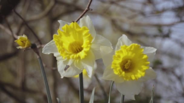 Narciso Narcisos Grandes Una Mañana Primavera Viento — Vídeo de stock