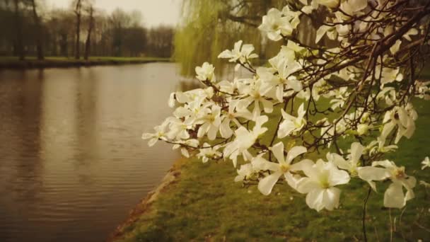 Весна Белая Магнолия Цветет Цветет — стоковое видео