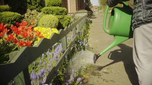 Lente Het Meisje Tuin Werkt Drenken Van Bloemen — Stockvideo