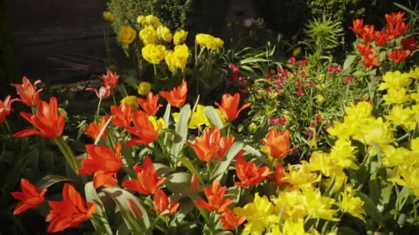 Spring Chica Está Trabajando Jardín Riego Flores — Vídeos de Stock