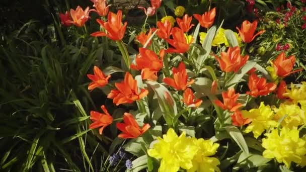 Primavera Menina Está Trabalhando Jardim Flores Rega — Vídeo de Stock