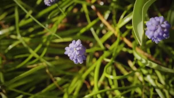 Spring Girl Working Garden Watering Flowers — Stock Video