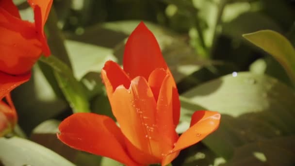 Våren Flickan Arbetar Trädgården Vattna Blommor — Stockvideo