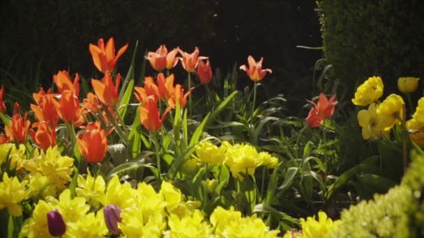 Primavera Ragazza Sta Lavorando Giardino Fiori Innaffiamento — Video Stock