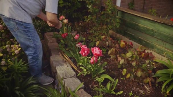Musim Semi Pria Senior Bekerja Kebun Mengairi Bunga — Stok Video