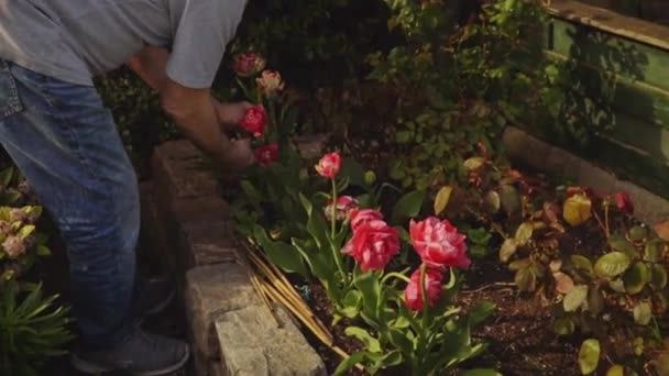 Primavera Hombre Mayor Está Trabajando Jardín Riego Flores — Vídeo de stock