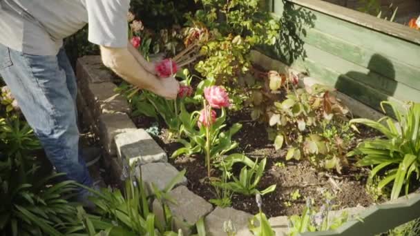 Primavera Hombre Mayor Está Trabajando Jardín Riego Flores — Vídeos de Stock