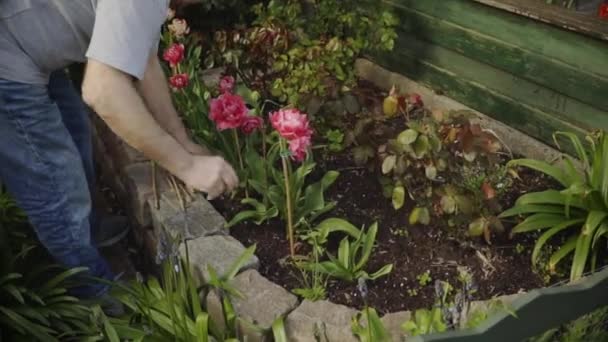 Primavera Hombre Mayor Está Trabajando Jardín Riego Flores — Vídeos de Stock