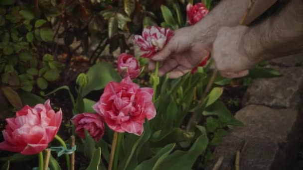 Primavera Hombre Mayor Está Trabajando Jardín Riego Flores — Vídeo de stock