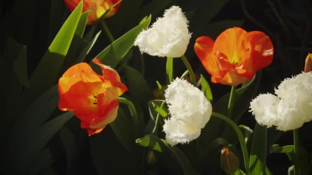 Printemps Jardin Arrosage Des Fleurs — Video