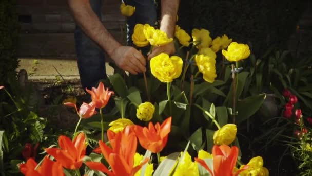 Primavera Jardín Riego Flores — Vídeos de Stock