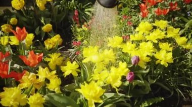 Bahar. Bahçe. Çiçek sulama