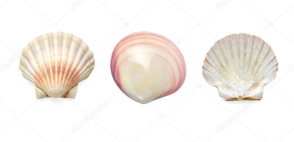 Collection Exotic conch isolated on a white background 