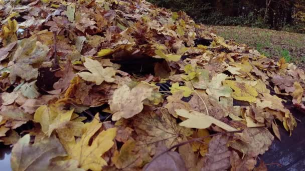 停车场汽车挡风玻璃上秋天落叶的慢镜头 — 图库视频影像