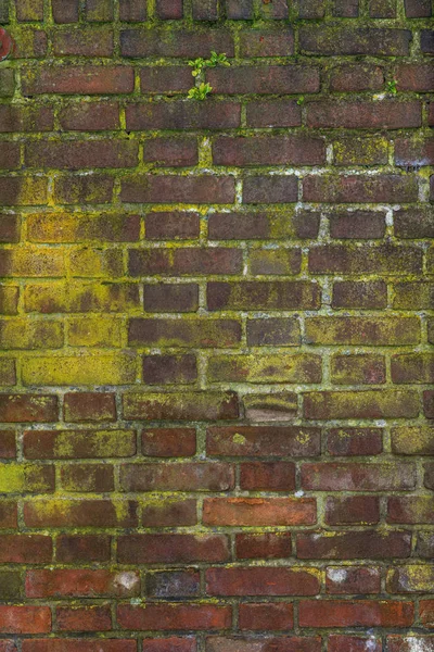 Moldy old wall. An element of an old  red brick mold-covered wal