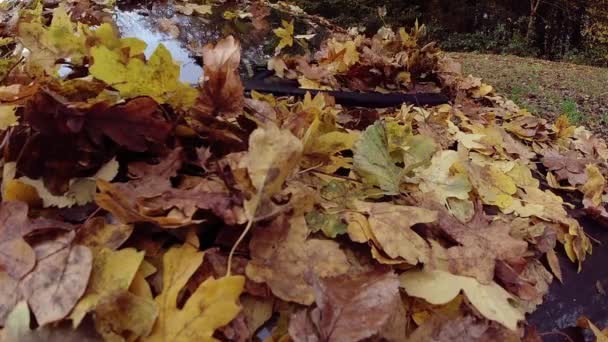 Fotografía Cámara Lenta Hojas Caídas Otoño Parabrisas Coche Parque — Vídeo de stock