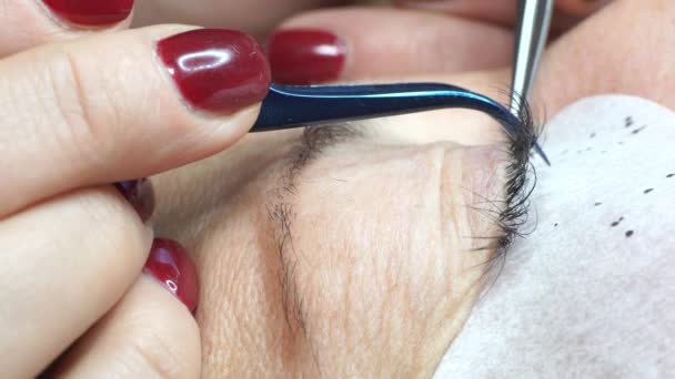 Gluing Artificial Eyelashes Tweezers Cosmetic Procedure Eyelash Extension Woman Eye — Stock Video