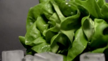 Marul yaprakları. Islak, koyu yüzeyde taze bir salata. Yavaş çekim