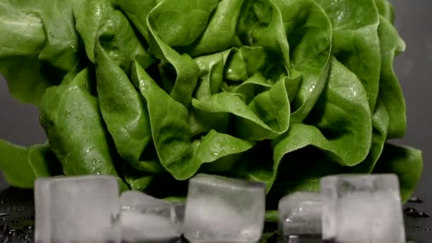 Folhas Alface Salada Verdura Fresca Superfície Escura Molhada Movimento Lento — Vídeo de Stock