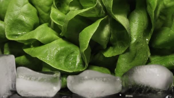 Sla Bladeren Verse Groene Salade Natte Donkere Ondergrond Langzame Beweging — Stockvideo